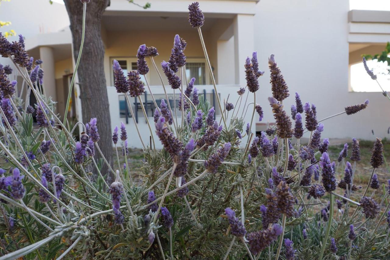 Villa Olive House Malia Exterior foto